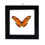 Real Butterfly in Black Frame – Single