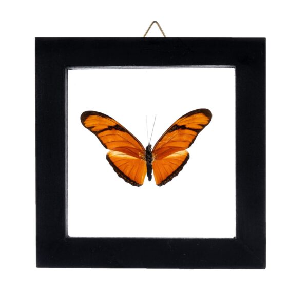 Real Butterfly in Black Frame – Single