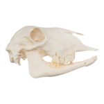 Real Sheep Skull – Pathology