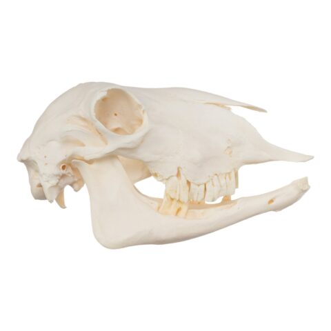Real Sheep Skull - Pathology