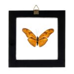 Real Butterfly in Black Frame – Single