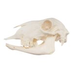 Real Sheep Skull – Pathology