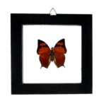 Real Butterfly in Black Frame – Single