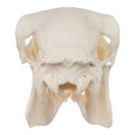 Real Sheep Skull – Pathology