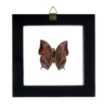 Real Butterfly in Black Frame – Single