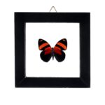 Real Butterfly in Black Frame – Single