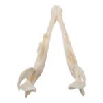 Real Sheep Skull – Pathology