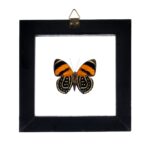 Real Butterfly in Black Frame – Single