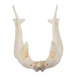 Real Sheep Skull – Pathology