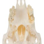 Real Sheep Skull – Pathology