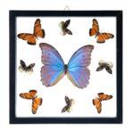 Real Butterflies in Black Frame – Set of 9 with Morpho