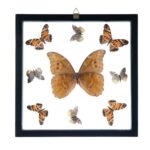 Real Butterflies in Black Frame – Set of 9 with Morpho