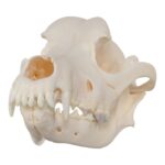 Real Domestic Dog Skull – Rottweiler (Overbite)
