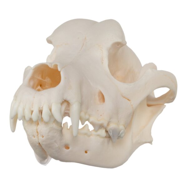 Real Domestic Dog Skull – Rottweiler (Overbite)