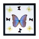Real Butterflies in Black Frame – Set of 9 with Morpho