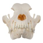 Real Domestic Dog Skull – Rottweiler (Overbite)