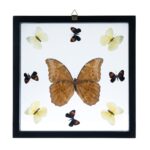 Real Butterflies in Black Frame – Set of 9 with Morpho