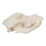 Real Domestic Dog Skull – Rottweiler (Overbite)