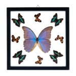 Real Butterflies in Black Frame – Set of 9 with Morpho