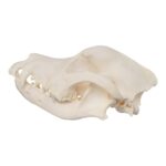 Real Domestic Dog Skull – Rottweiler (Overbite)