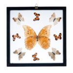 Real Butterflies in Black Frame – Set of 9 with Morpho