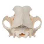Real Domestic Dog Skull – Rottweiler (Overbite)