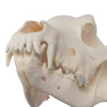 Real Domestic Dog Skull – Rottweiler (Overbite)