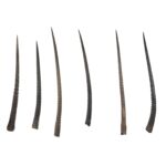 Real Gemsbok Horn – Single