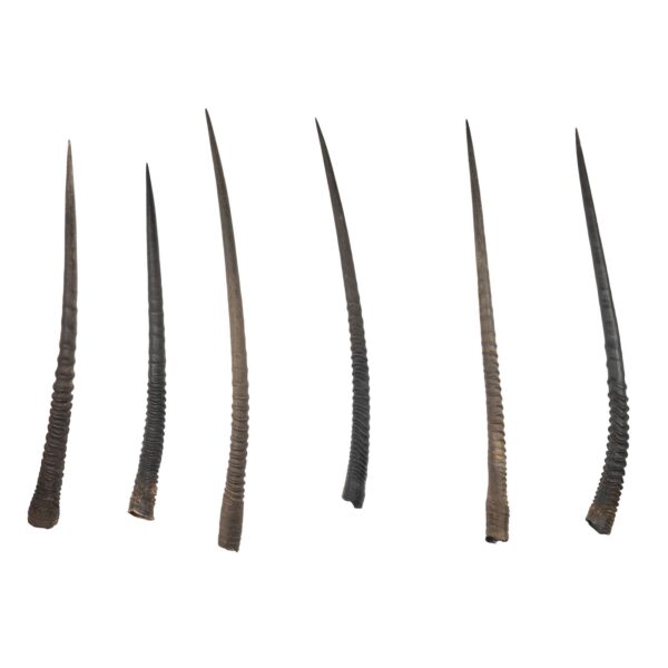 Real Gemsbok Horn – Single