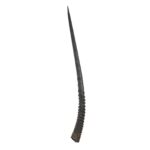 Real Gemsbok Horn – Single