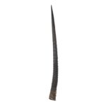 Real Gemsbok Horn – Single