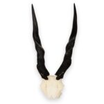 Real Eland Skull Plate