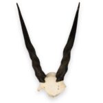 Real Eland Skull Plate