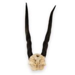 Real Eland Skull Plate