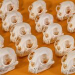 Real Bobcat Skull