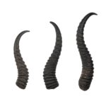 Real Springbok Horn – Single
