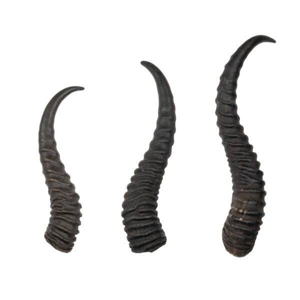 Real Springbok Horn – Single