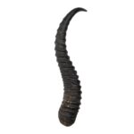 Real Springbok Horn – Single