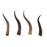 Real Blesbok Horn – Single