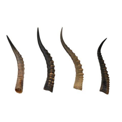 Real Blesbok Horn - Single