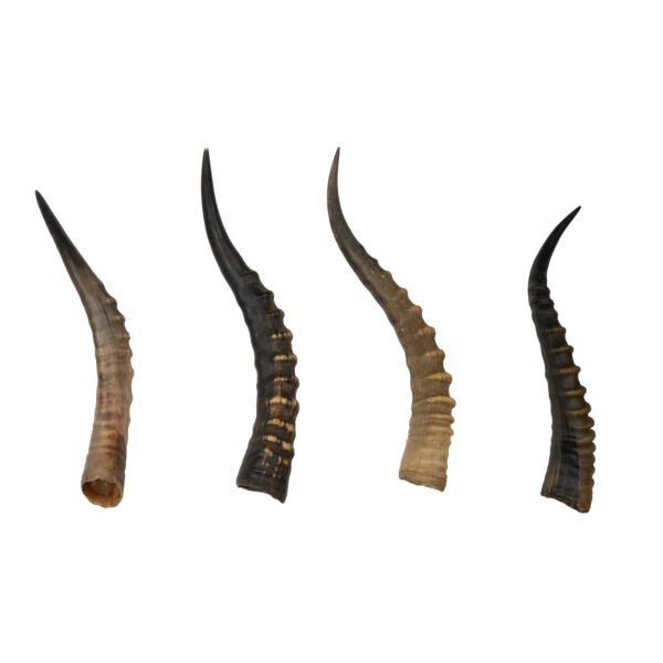 Real Blesbok Horn – Single