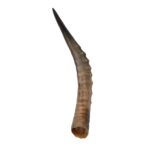 Real Blesbok Horn – Single