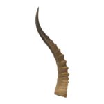 Real Blesbok Horn – Single