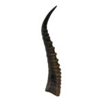 Real Blesbok Horn – Single