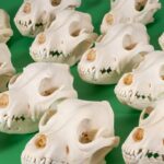 Real Domestic Dog Skull – 1 lb