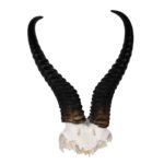 Real Springbok Skull Plate
