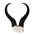 Real Springbok Skull Plate