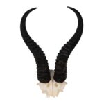 Real Springbok Skull Plate