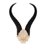 Real Springbok Skull Plate