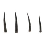 Real Steenbok Horn – Single